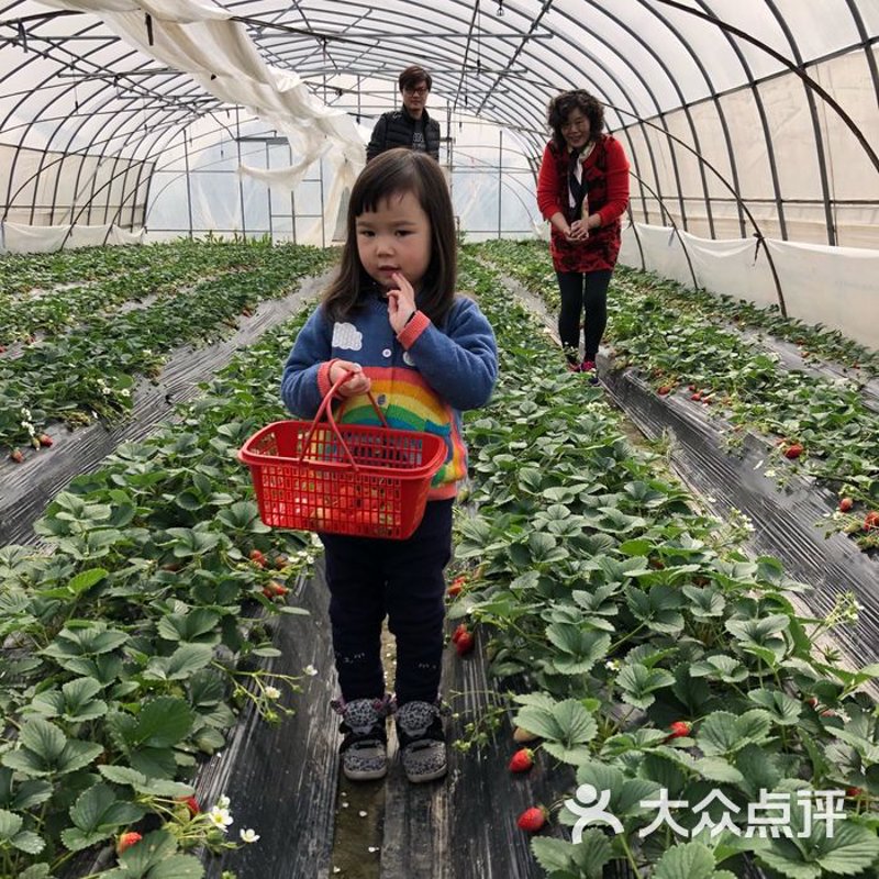 采摘庄园:一场与自然亲密接触的游戏