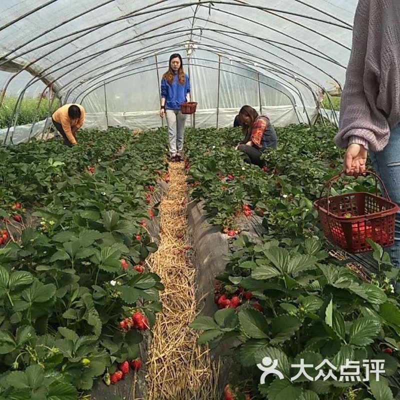 葡萄采摘园里的甜蜜诱惑