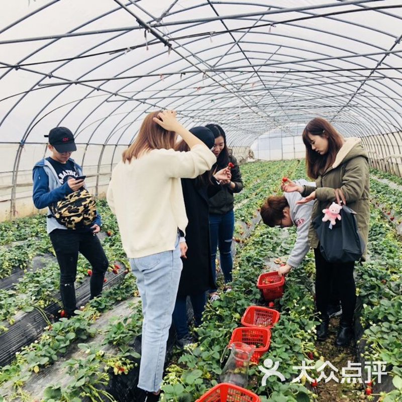 葡萄采摘的乐趣与分享